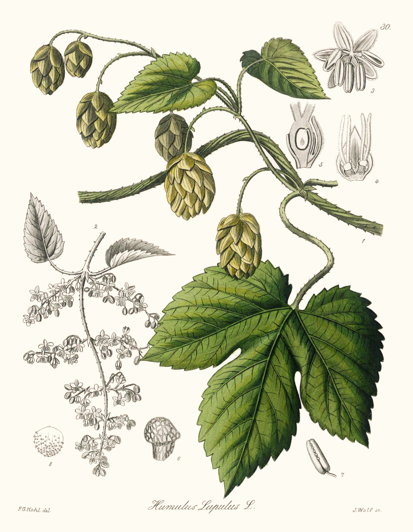 humulus_lupulus.jpg