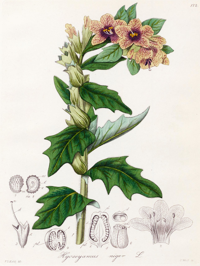 hyoscyamus_niger.jpg