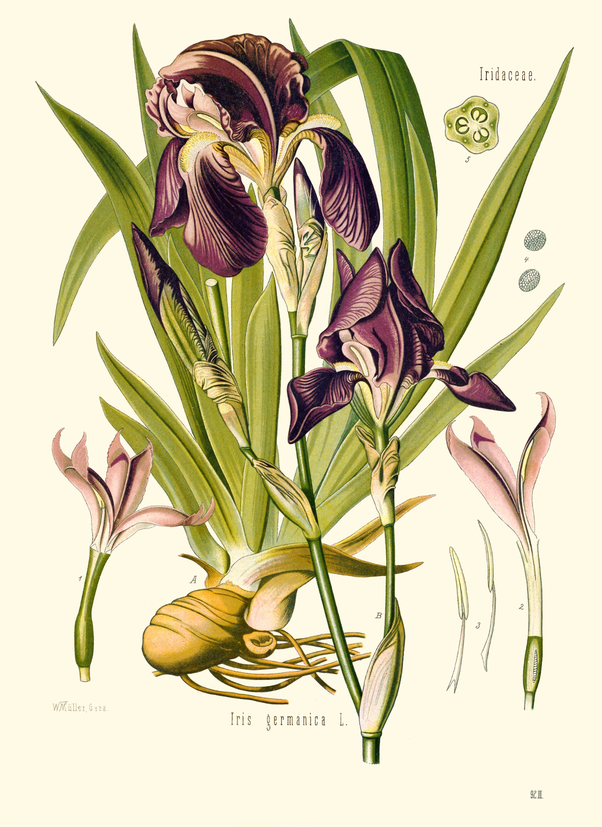 iris_germanica.jpg