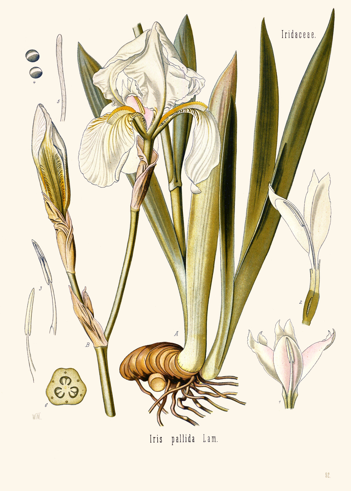 iris_pallida.jpg