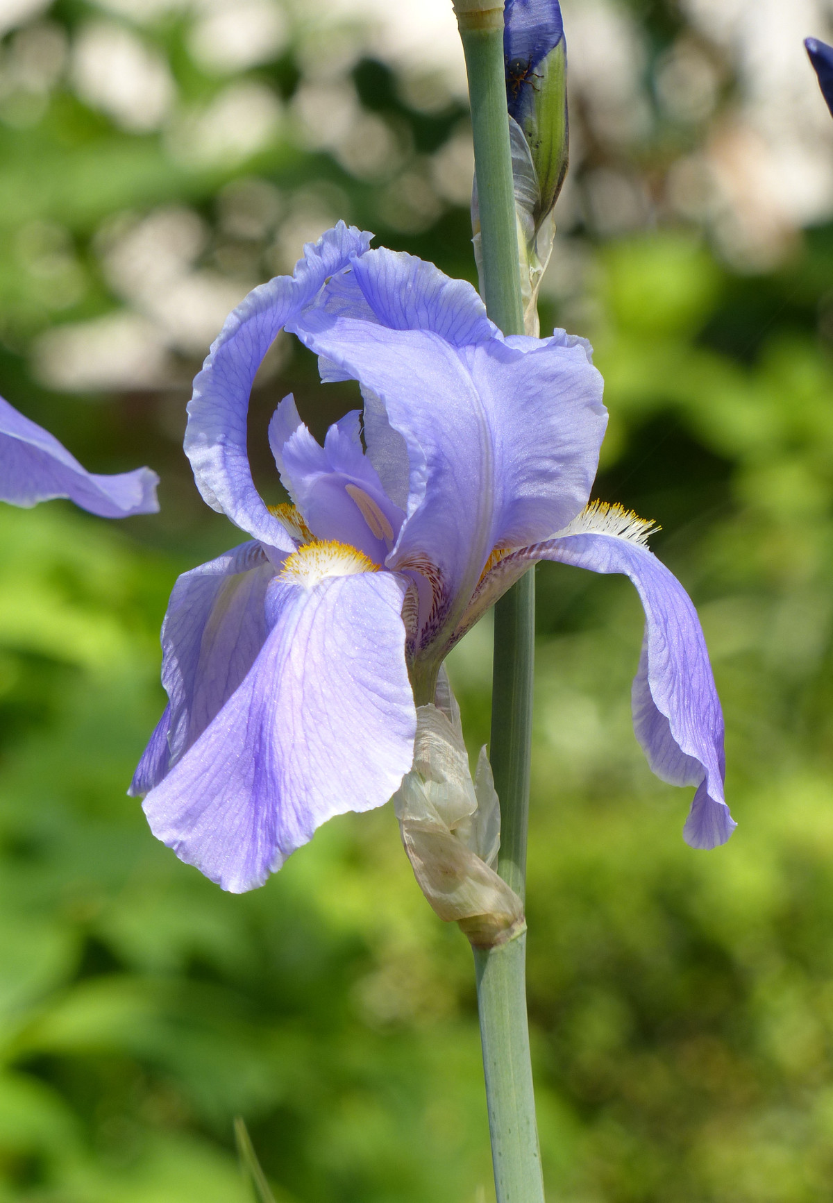 iris_pallida_flower.jpg