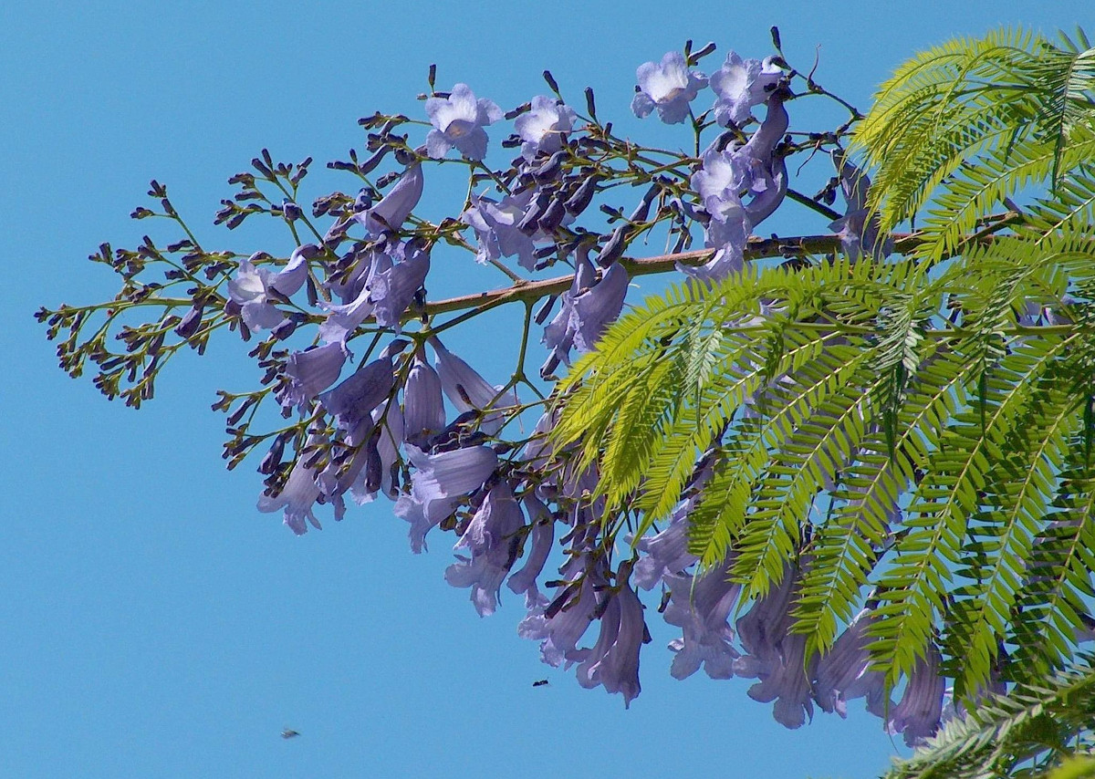 jacaranda_mimosifolia.jpg