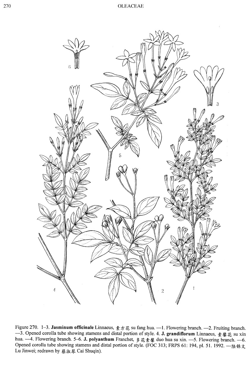 jasminum_floraofchina.jpg