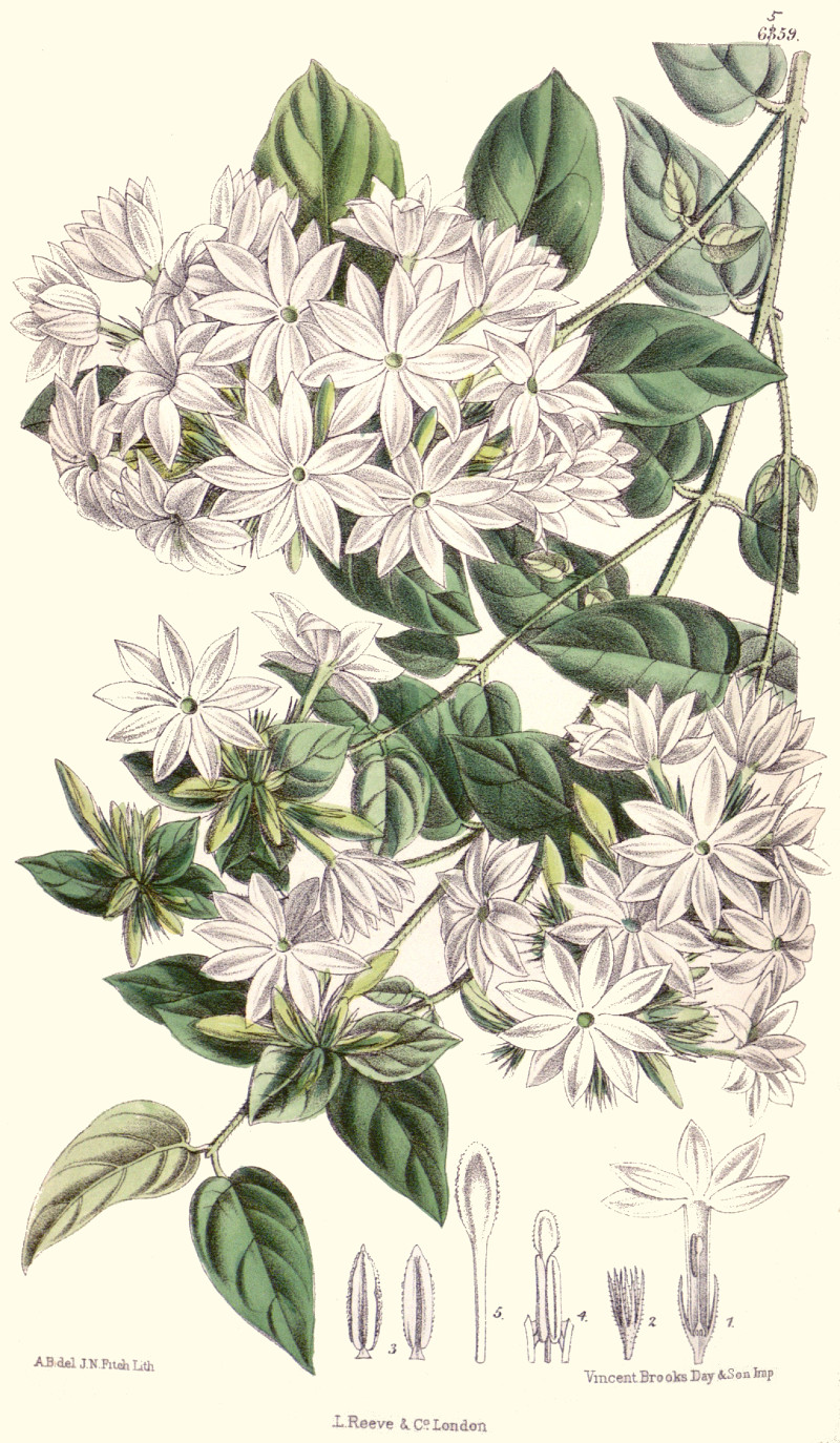 jasminum_multiflorum.jpg
