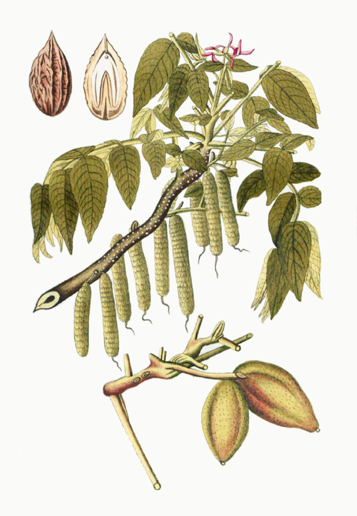 juglans_cinerea.jpg