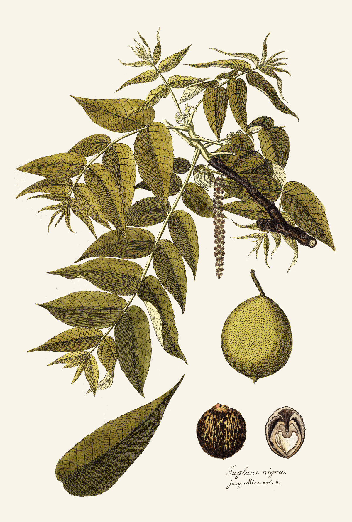 Орех черный, Juglans nigra