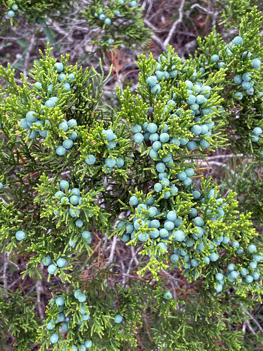 Juniperus ashei