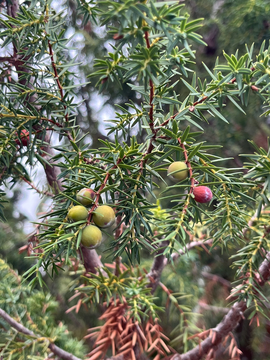 Juniperus cedrus