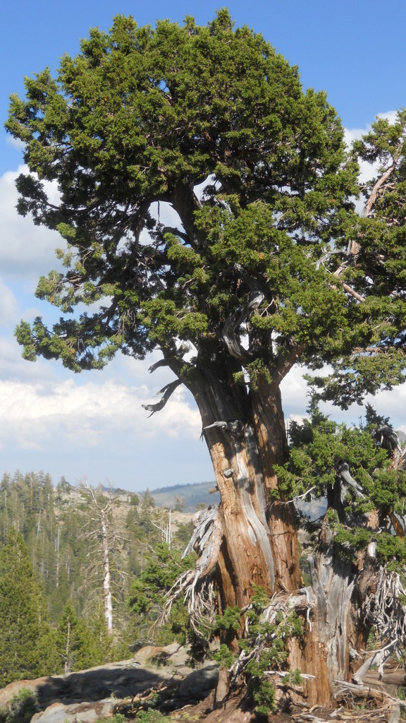 juniperus_occidentalis_stobbe.jpg