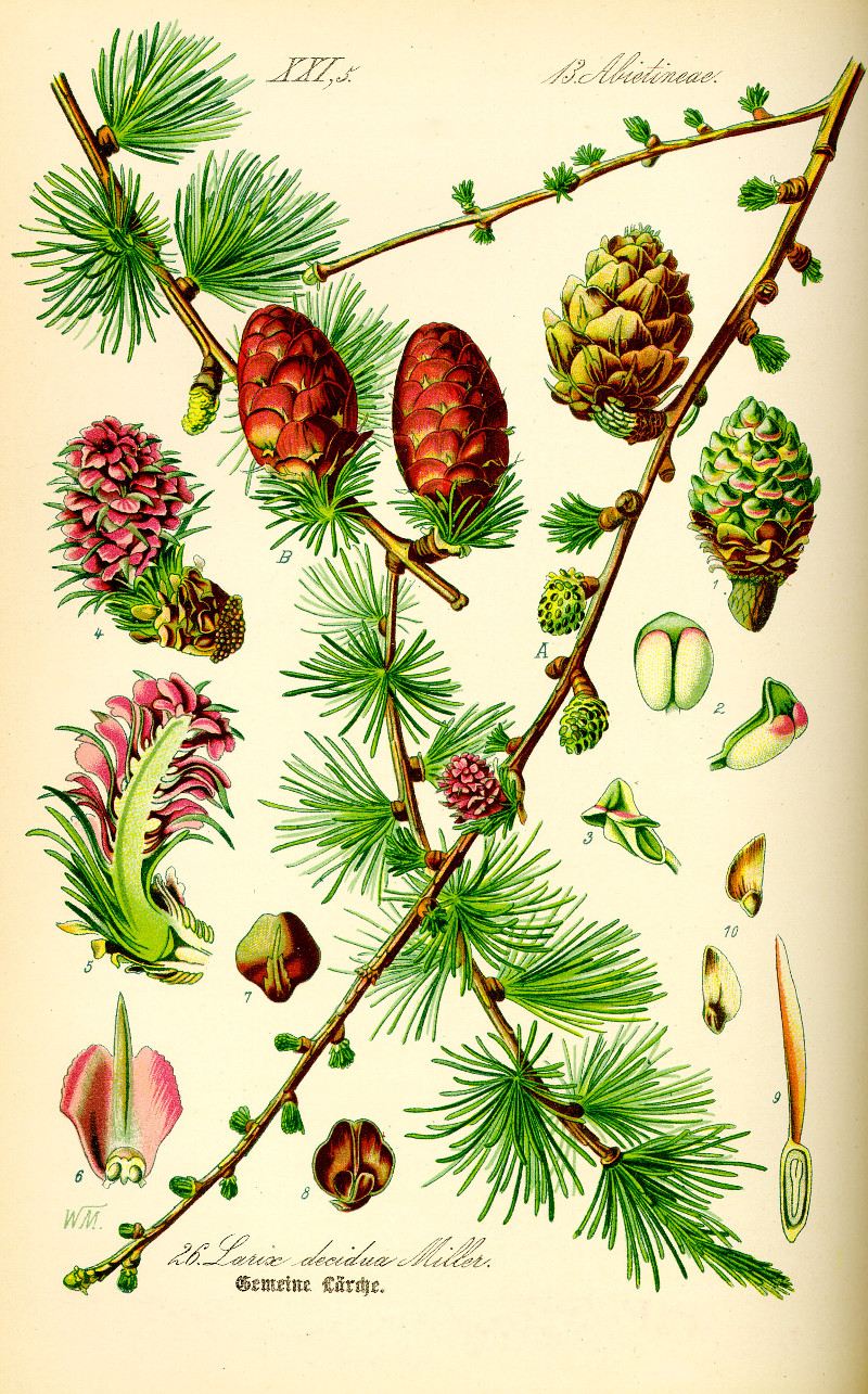 larix_decidua.jpg