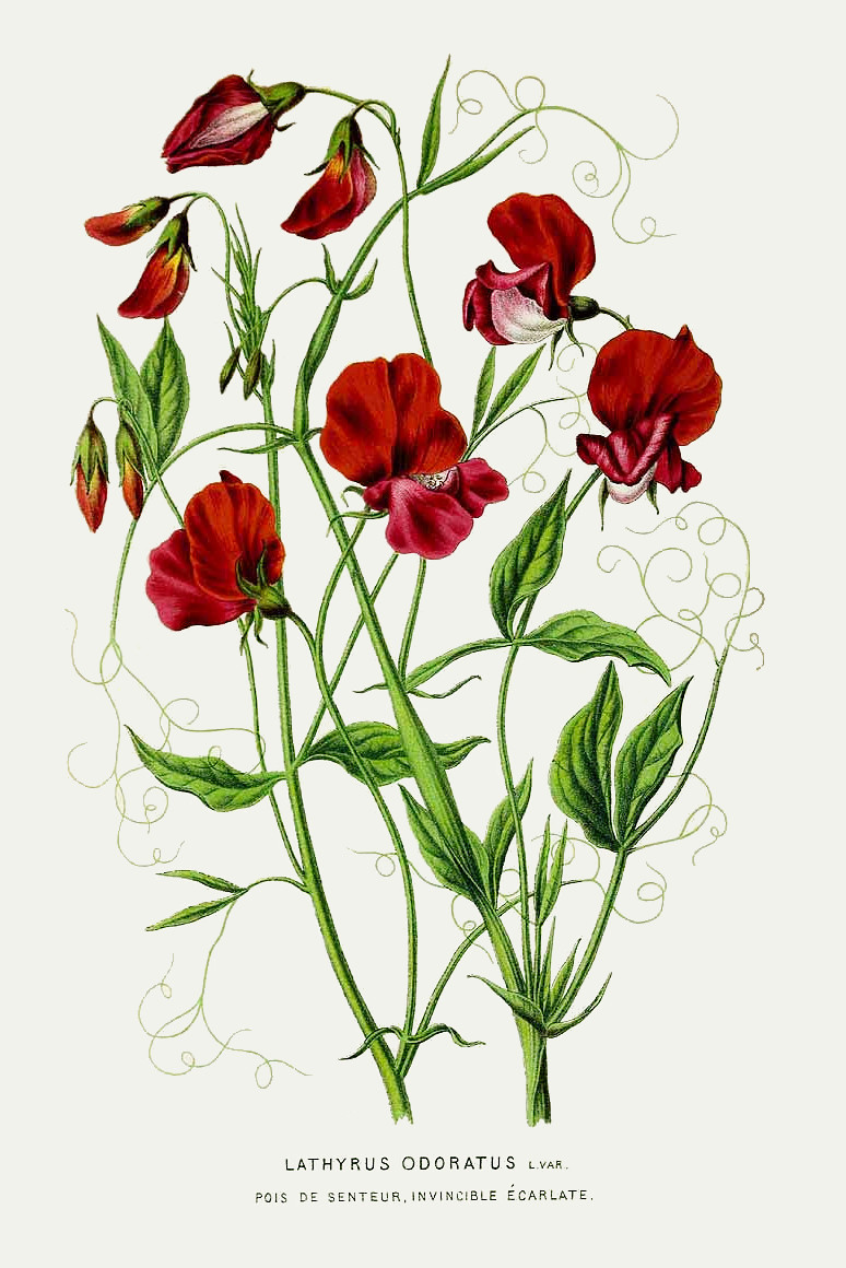 lathyrus_odoratus.jpg