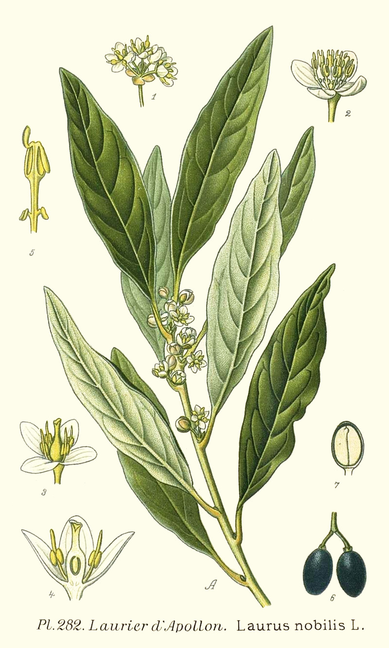 laurus_nobilis.jpg