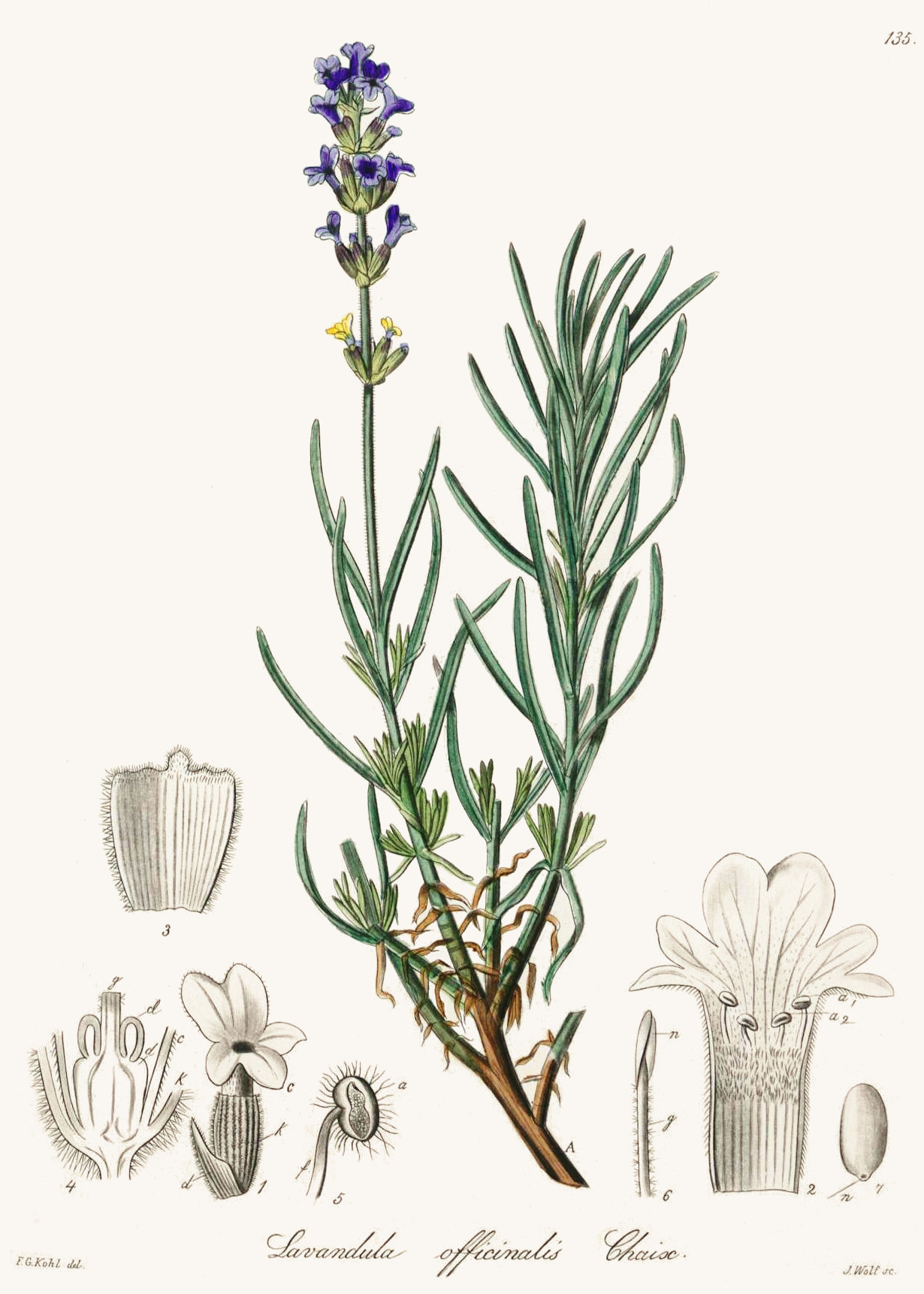 lavandula_officinalis.jpg