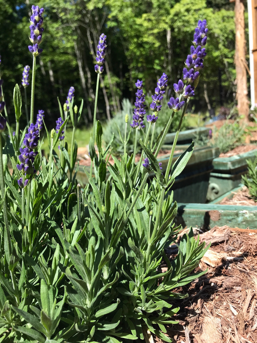 Lavandula ×intermedia