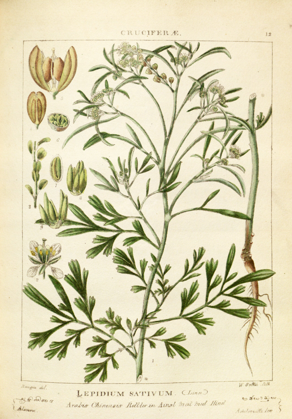 lepidium_sativum.jpg