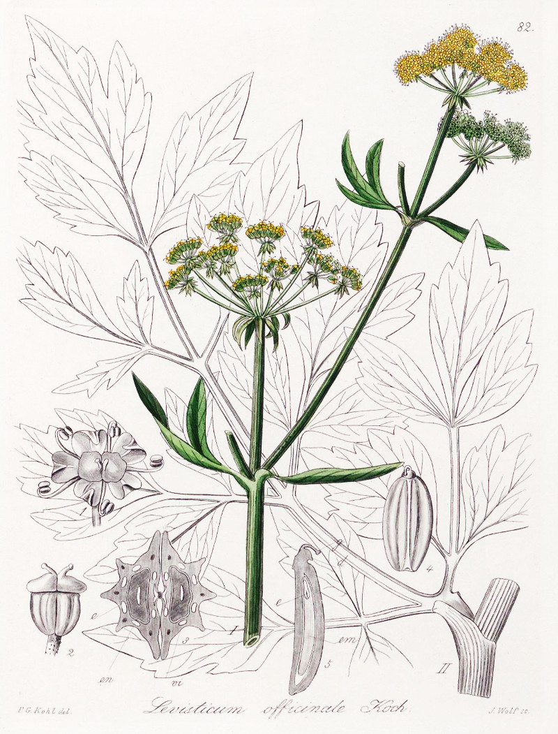 levisticum_officinale.jpg