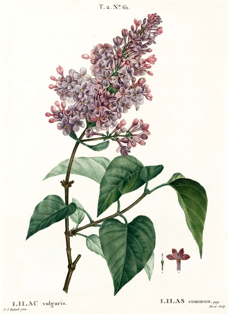 lilac_vulgaris.jpg