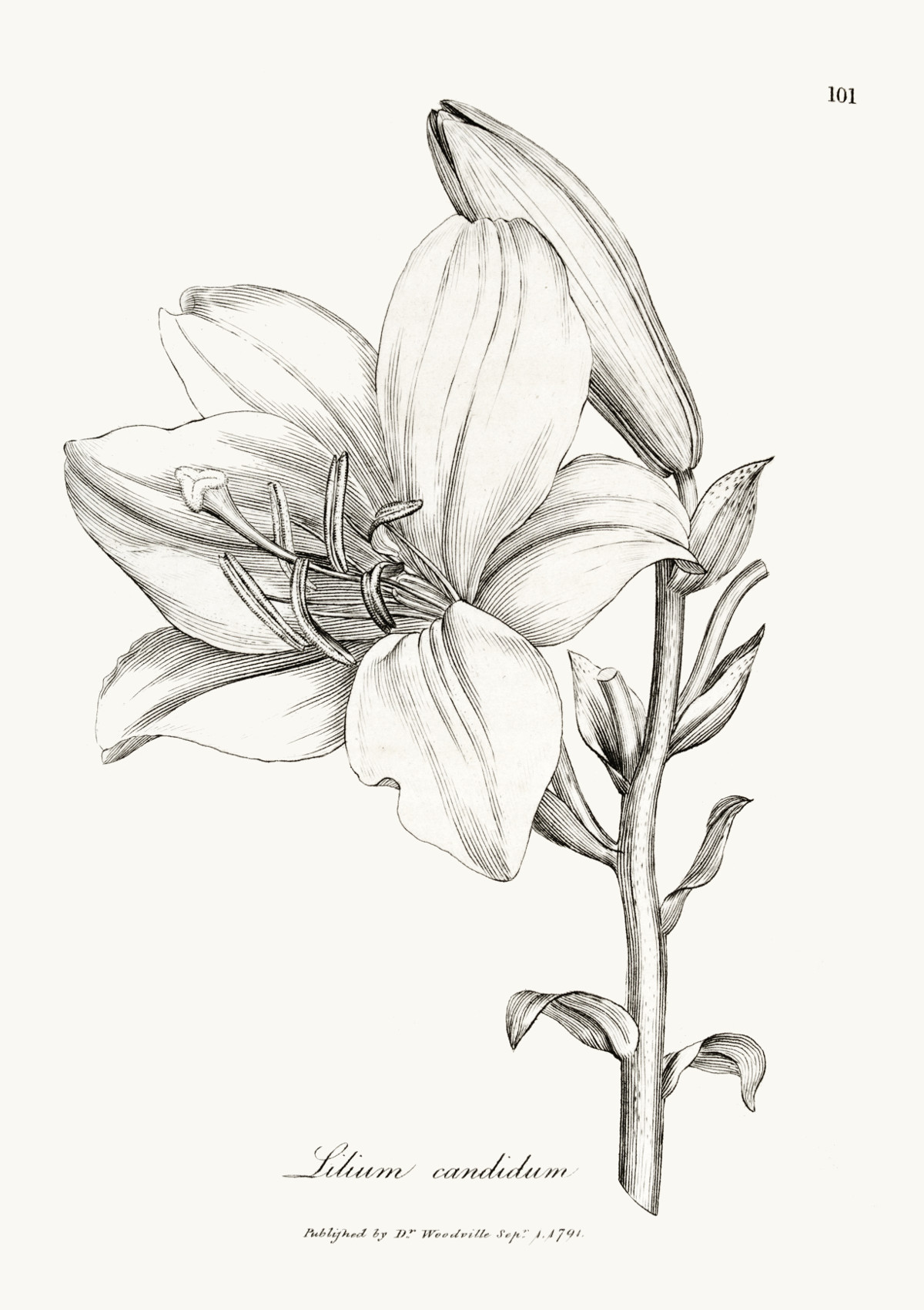 lilium_candidum.jpg