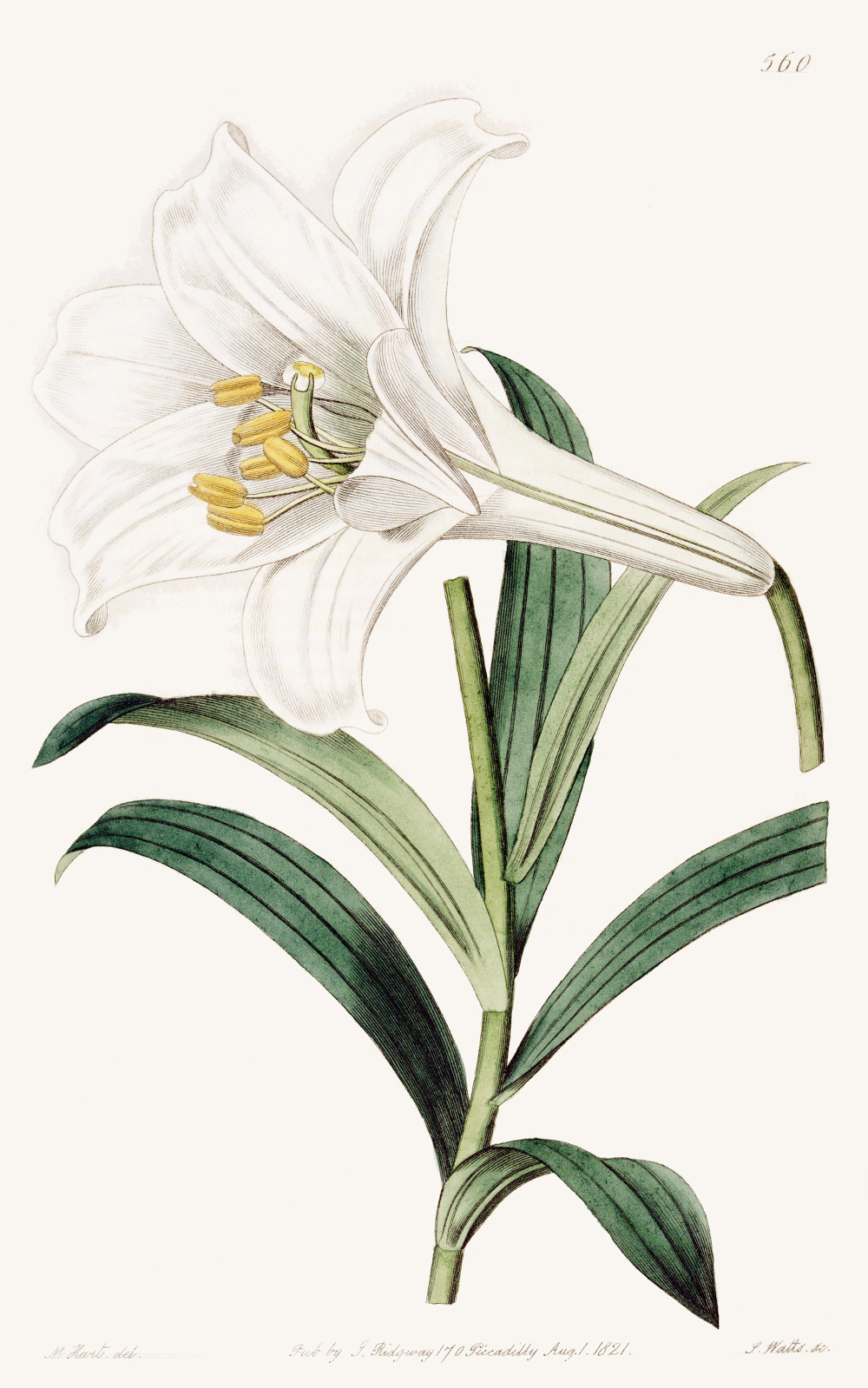 lilium_longiflorum.jpg