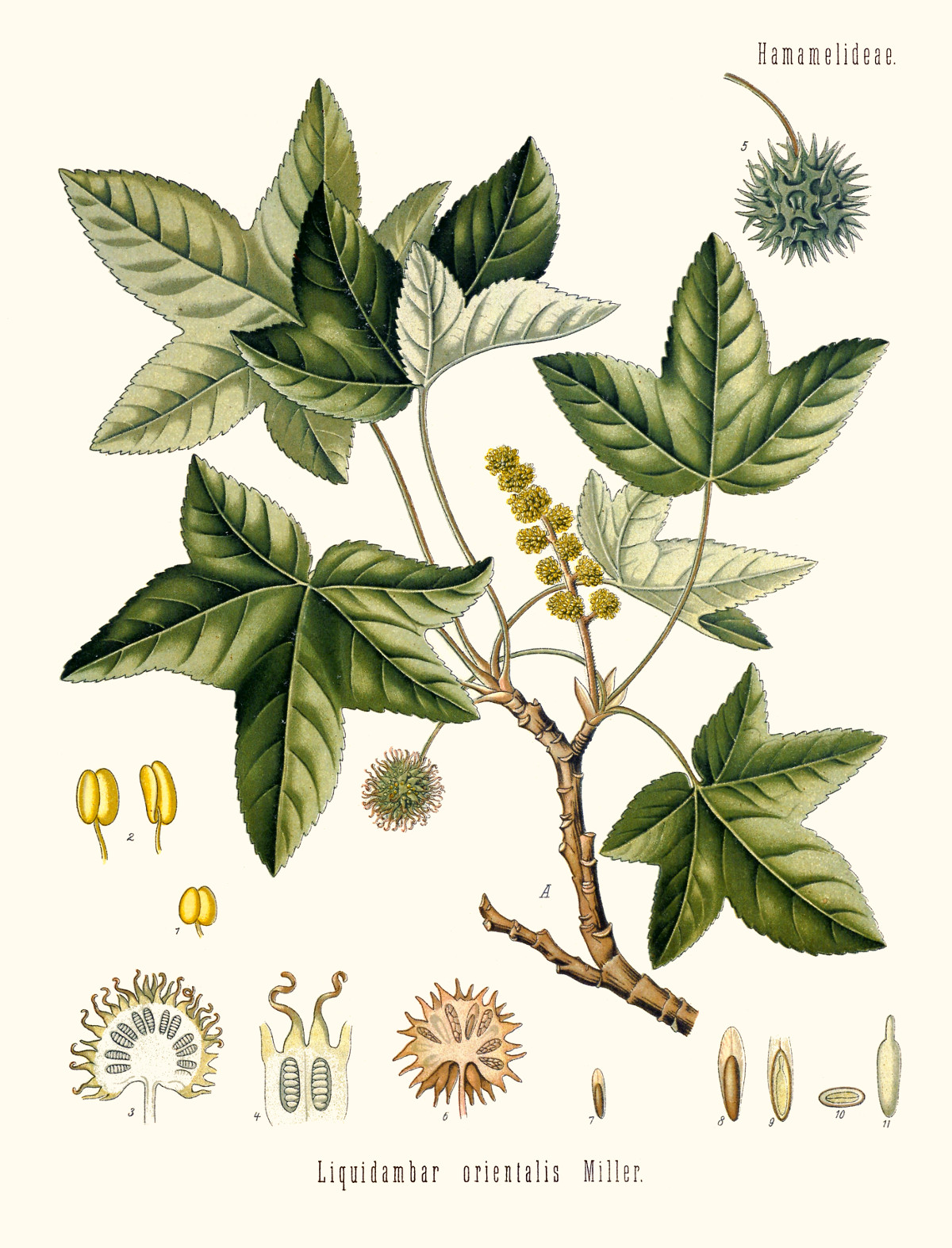 liquidambar_orientalis.jpg