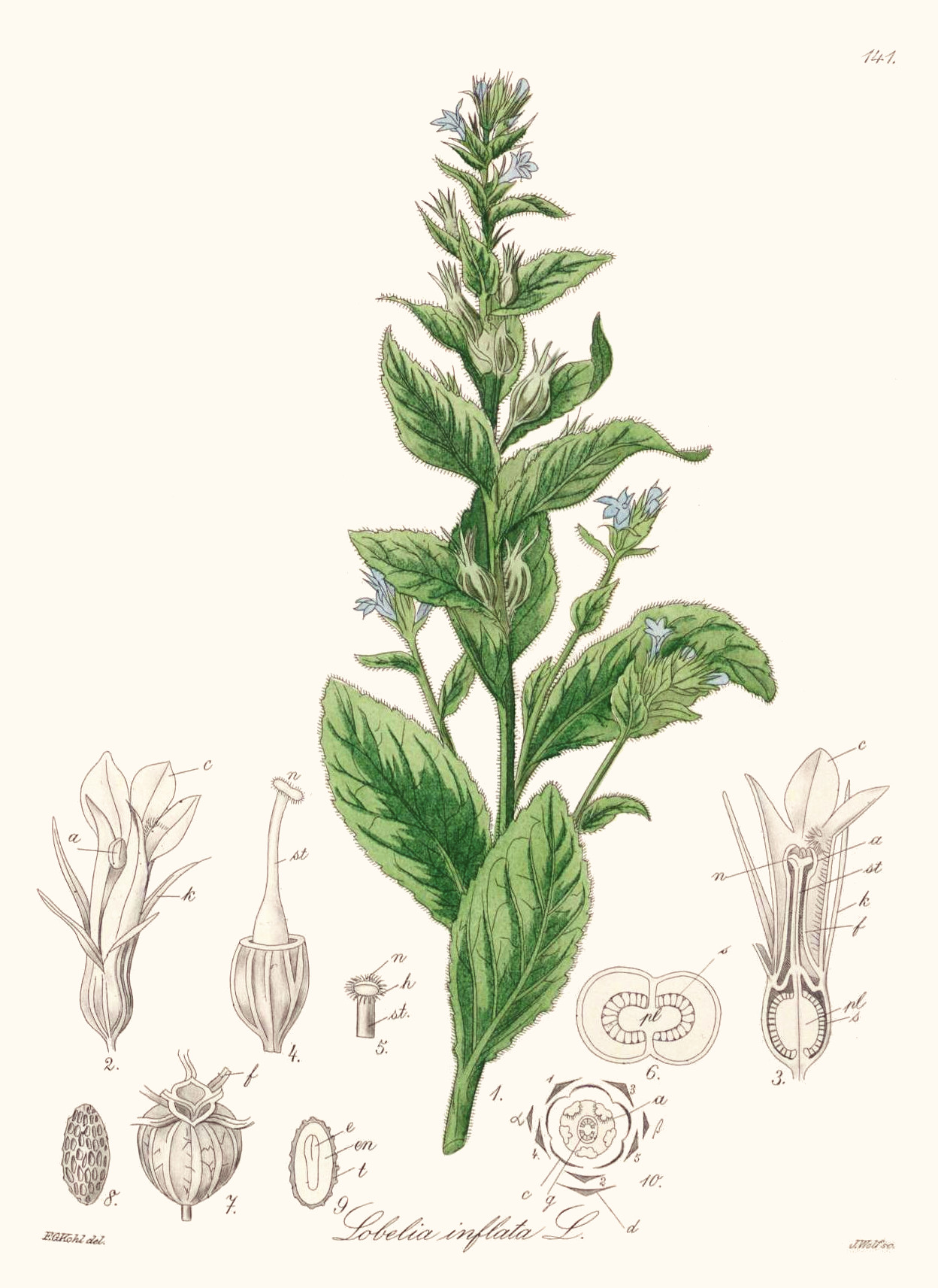 lobelia_inflata.jpg