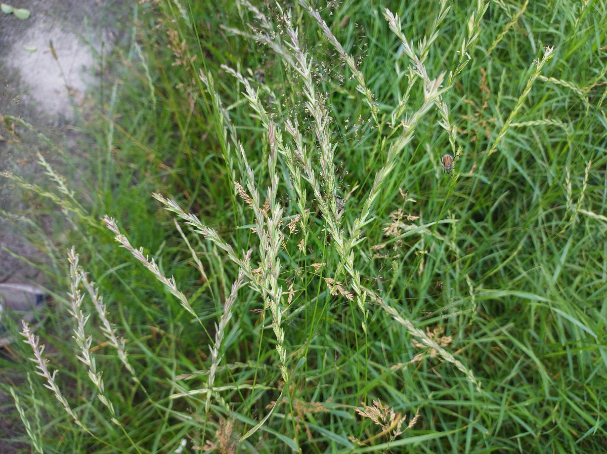 lolium_per.jpg