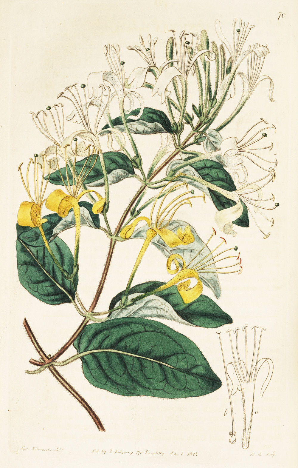 lonicera_japonica.jpg