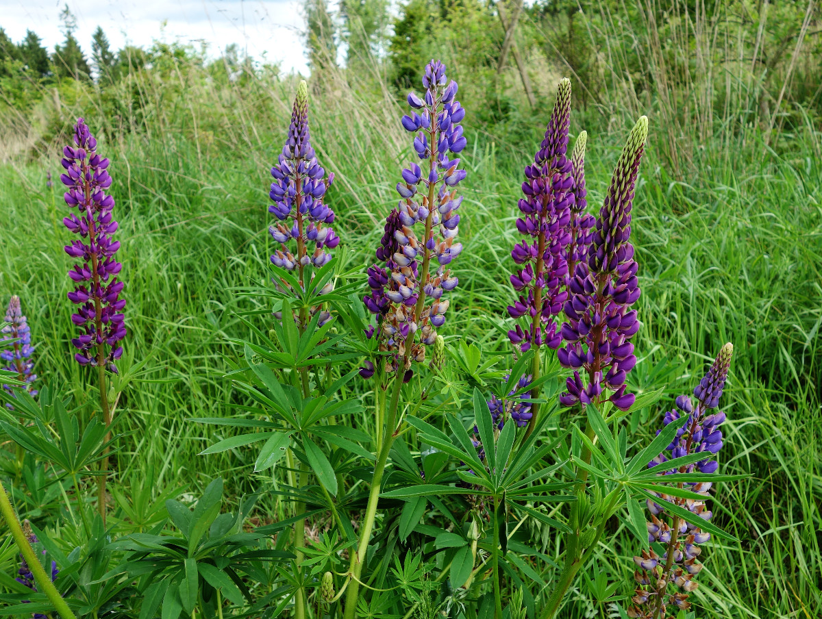 lupinus_poly_lind.jpg