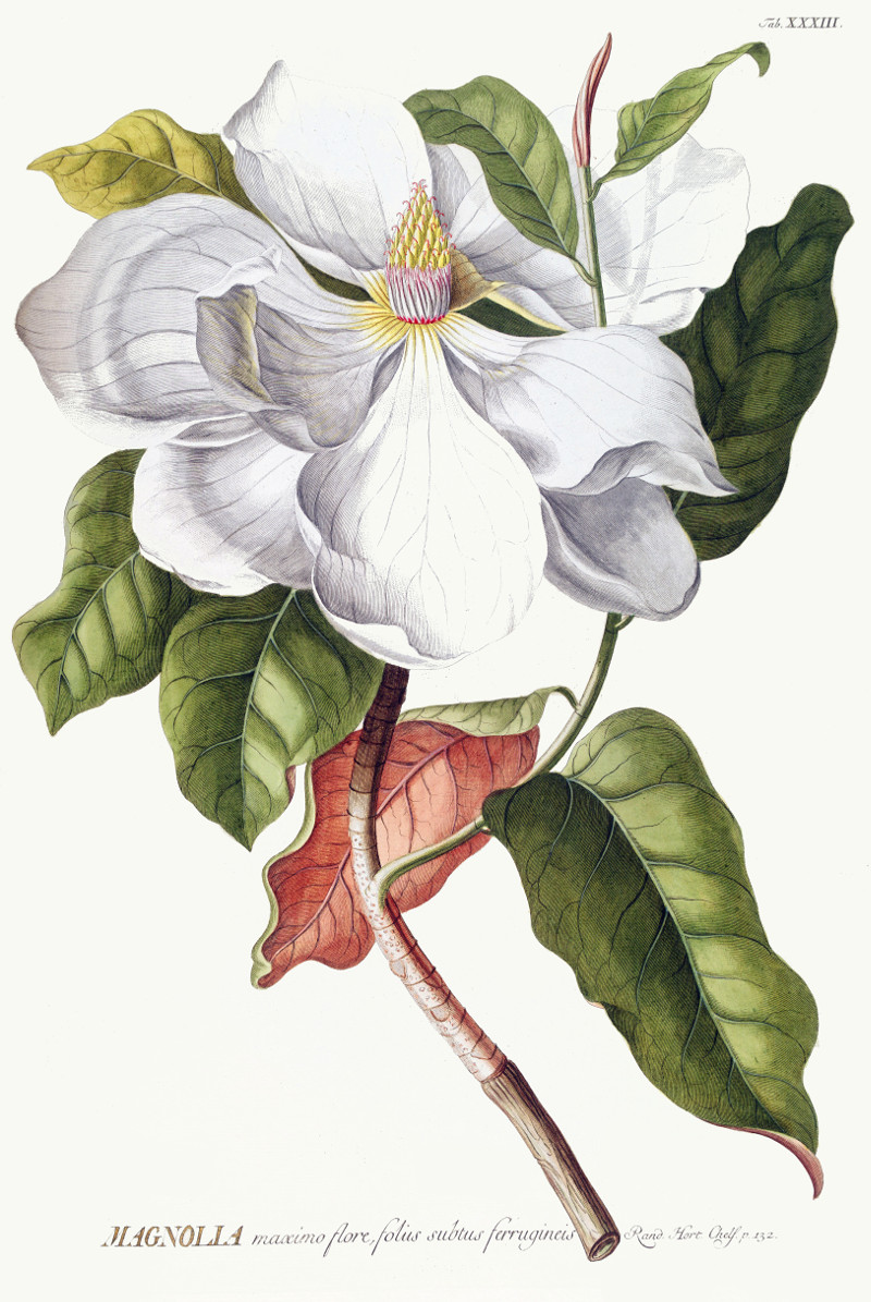magnolia_grandiflora.jpg