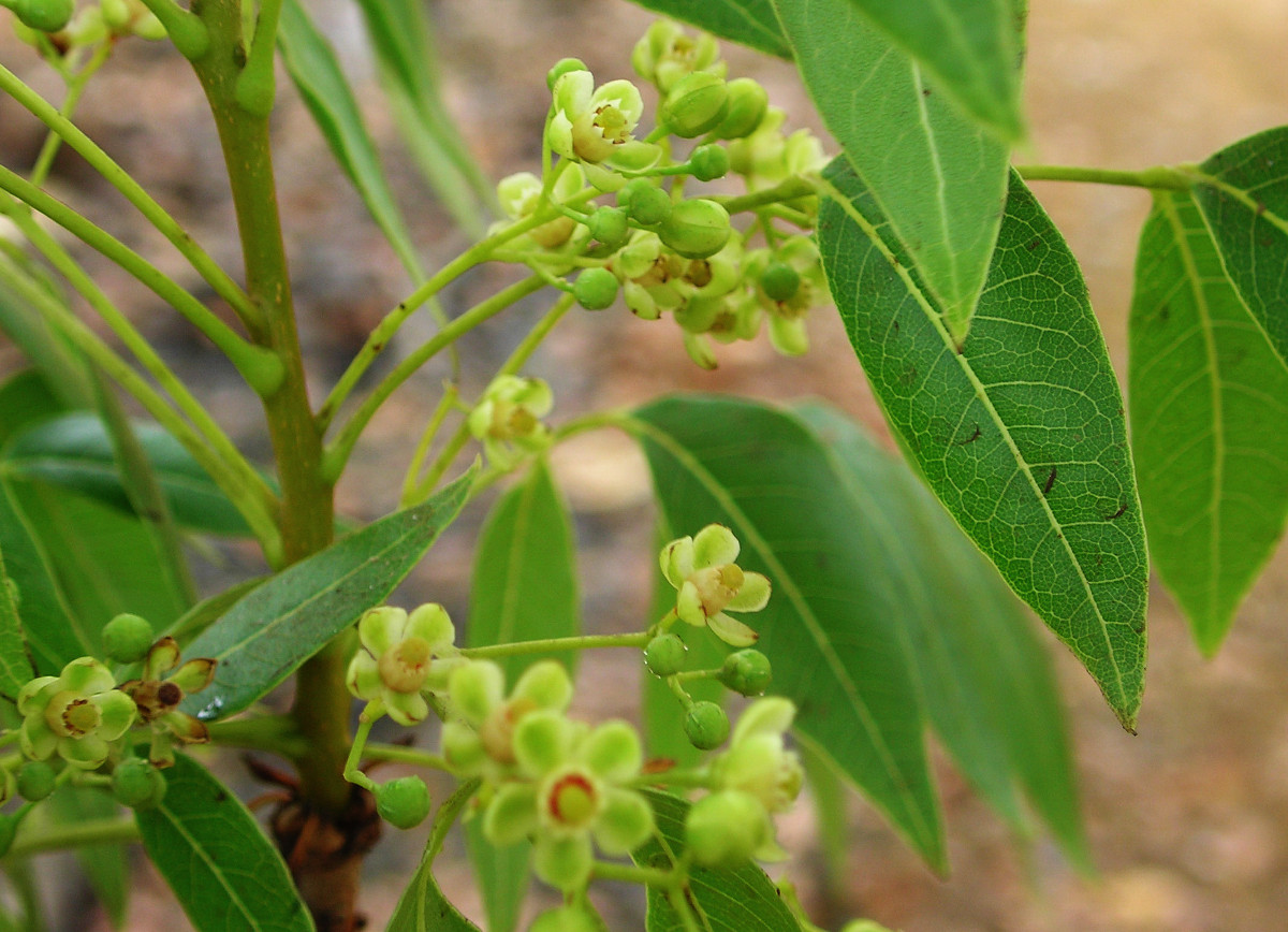 mahagoniflowers.jpg