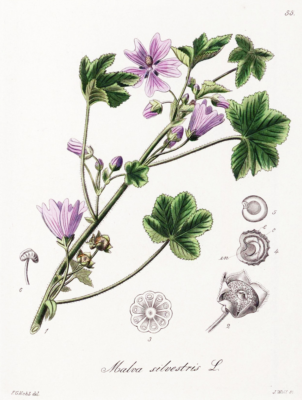 malva_sylvestris.jpg