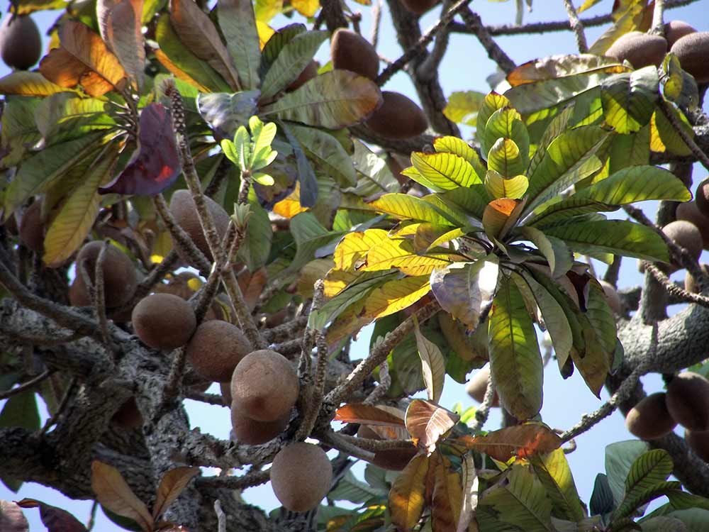 mamey_sapote.jpg