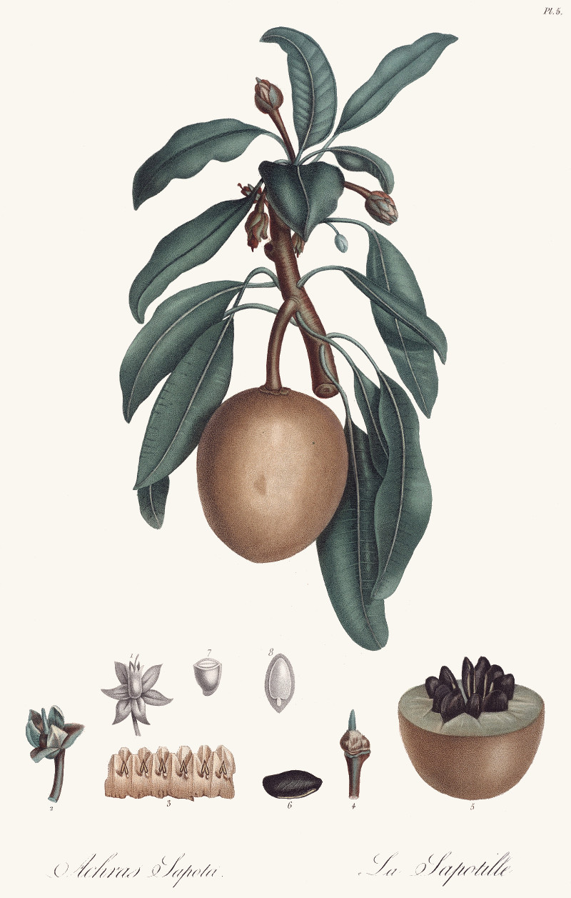 manilkara_zapota.jpg