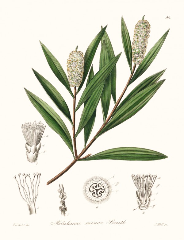 melaleuca_minor.jpg