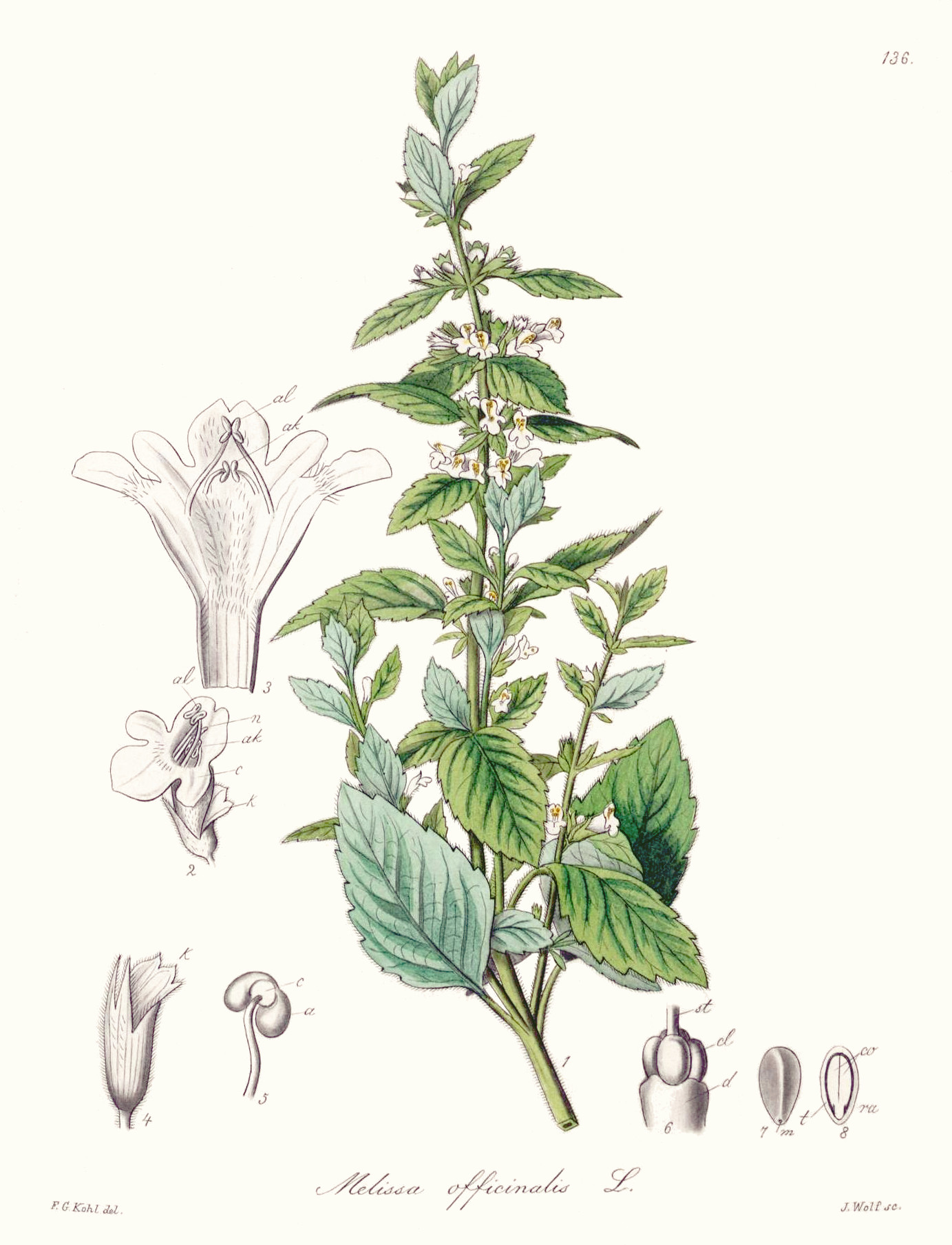 melissa_officinalis.jpg