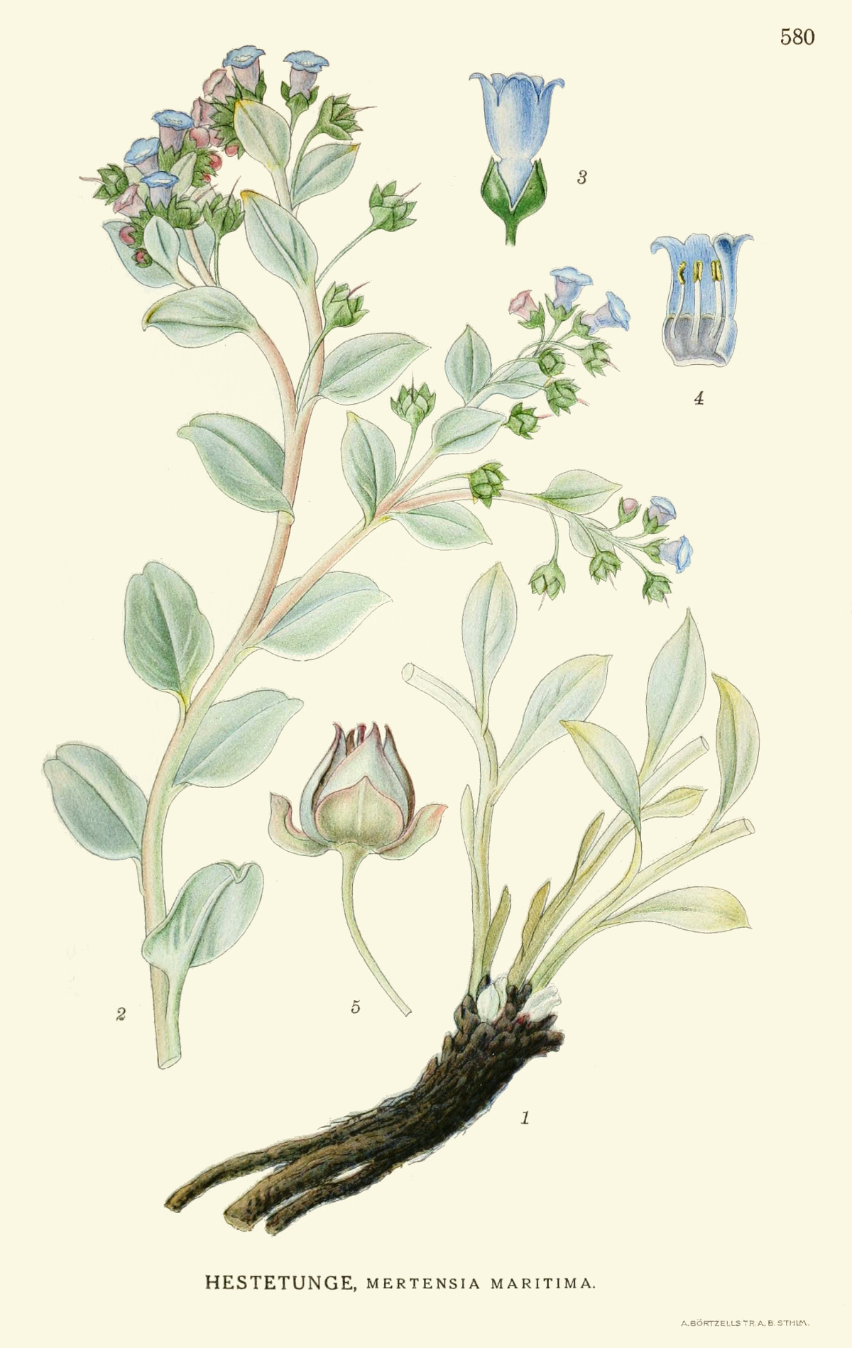 mertensia_maritima.jpg