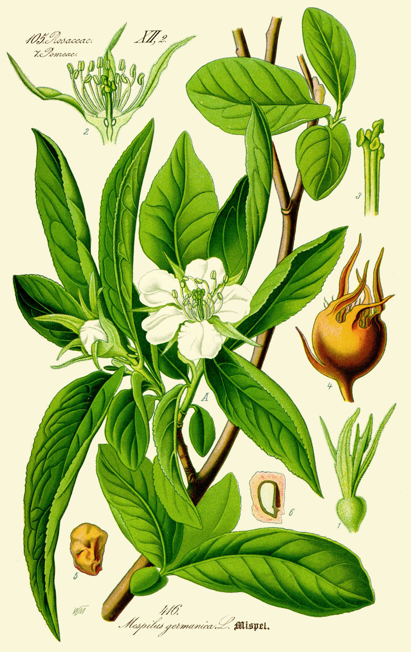 mespilus_germanica.jpg