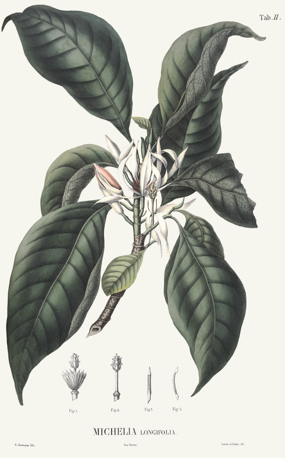 michelia_longifolia.jpg