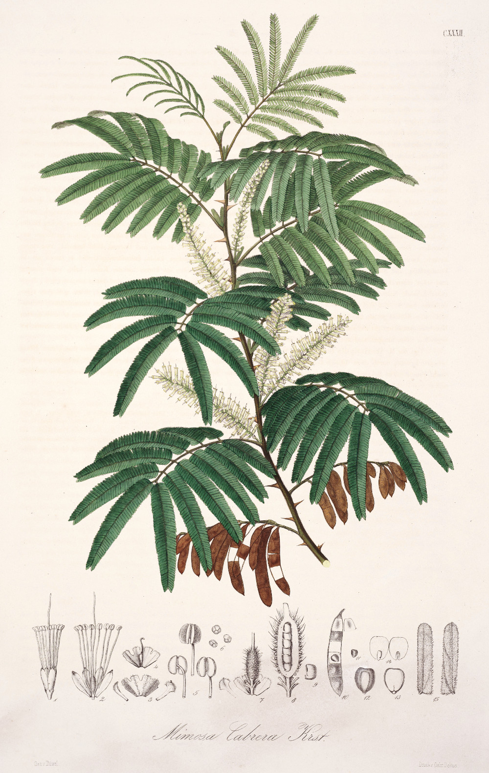 mimosa_tenuiflora.jpg
