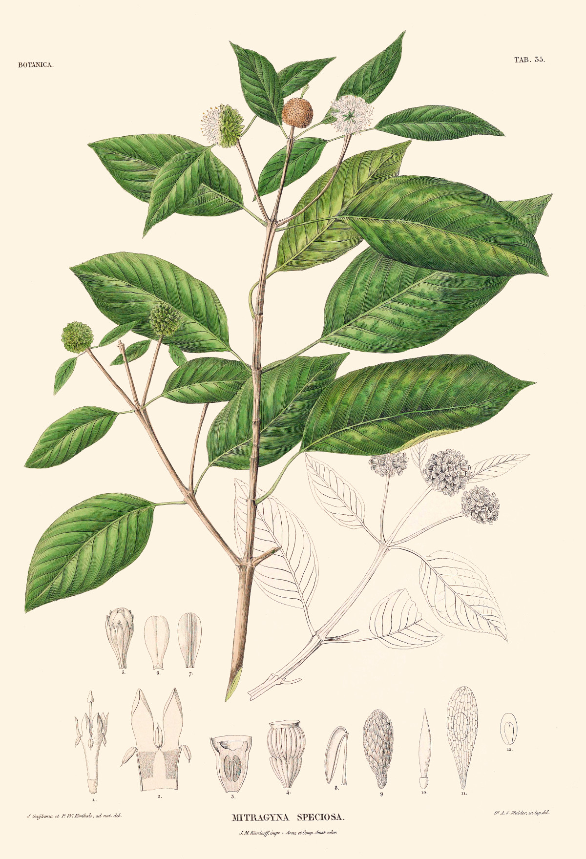 mitragyna_speciosa.jpg