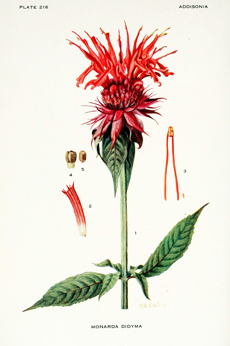 monarda_didyma.jpg
