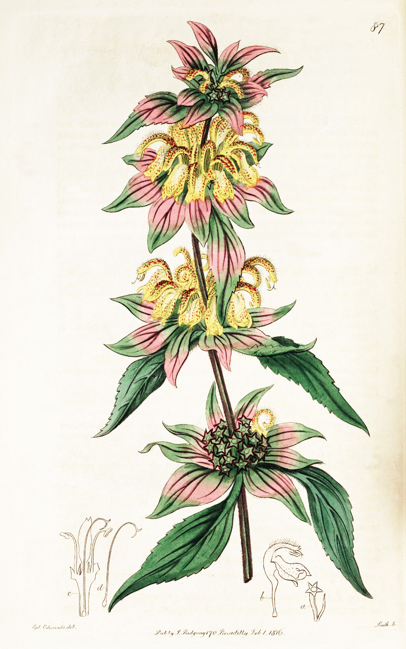 monarda_punctata.jpg