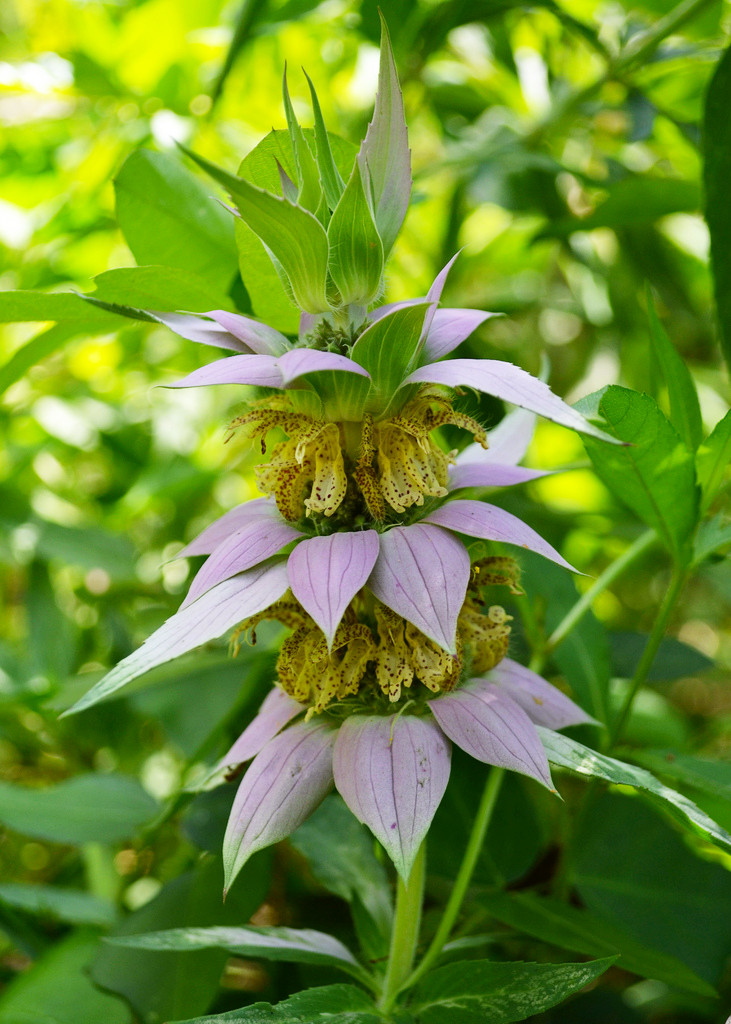 monarda_punctata_ab.jpg