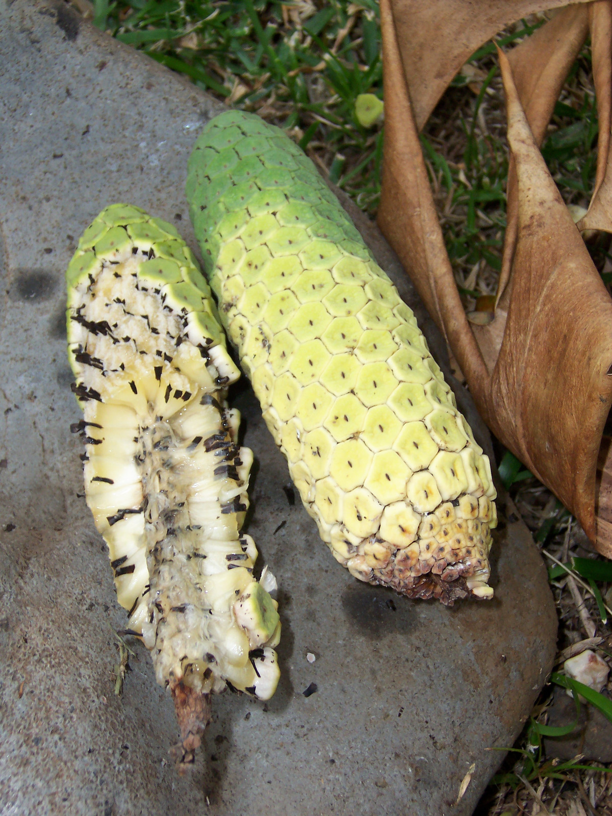 monsteradeliciosa_ripenfruit.jpg
