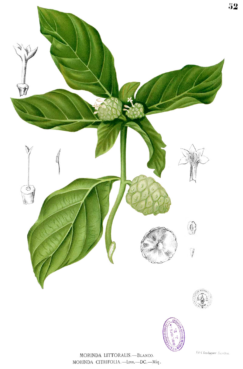 morinda_citri.jpg