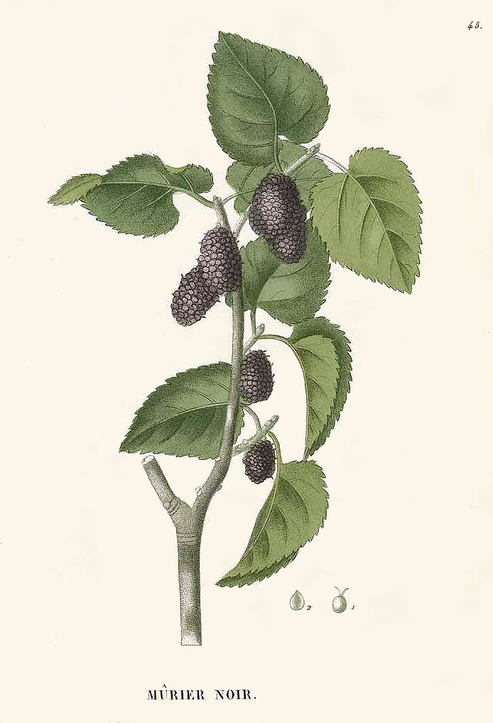murier_noir.jpg