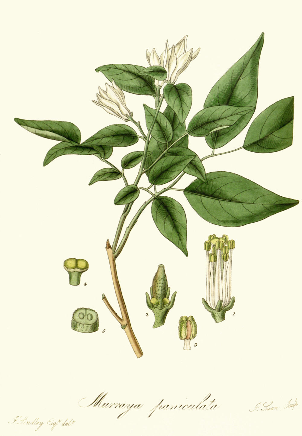 murraya_paniculata.jpg