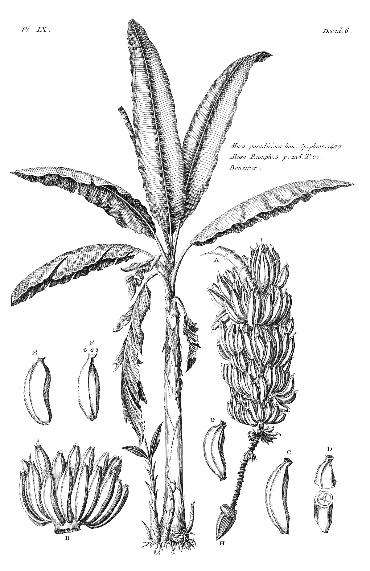 musa_paradisiaca.jpg