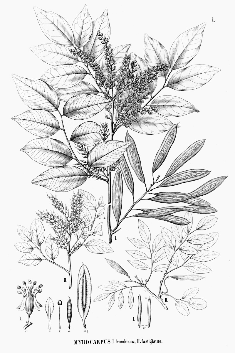 myrocarpus.jpg
