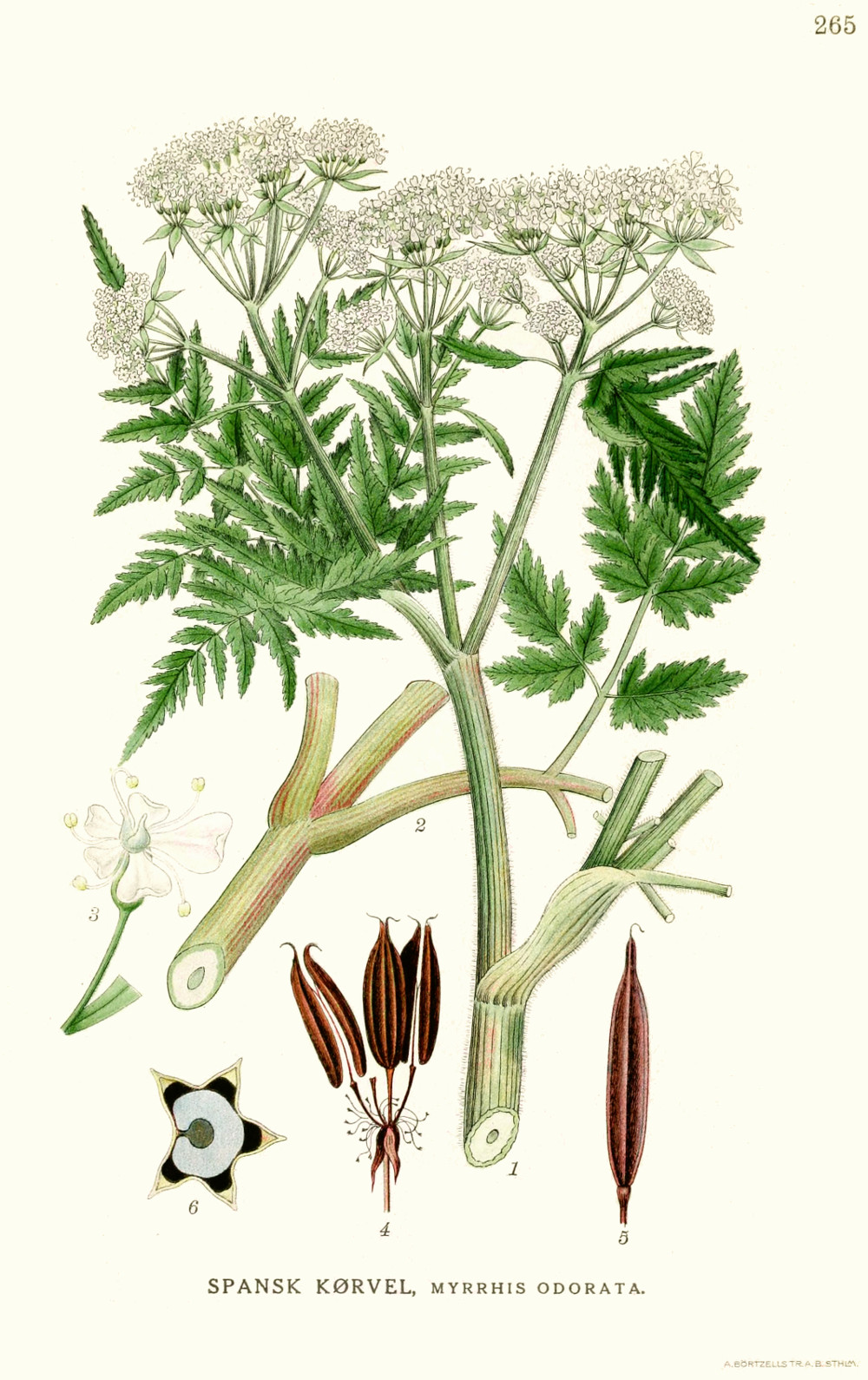 myrrhis_odorata.jpg